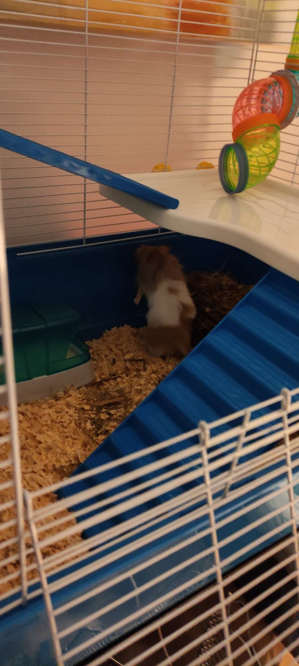 Photo inspiration: Picture Idea: Pawhut Large Hamster Cage With Tubes Multilevel Rodent House With