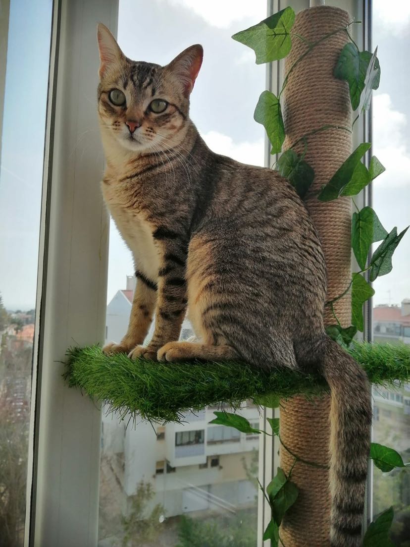 Meus gatos amam todos os produtos da Aosom ❤️
Muito obrigado