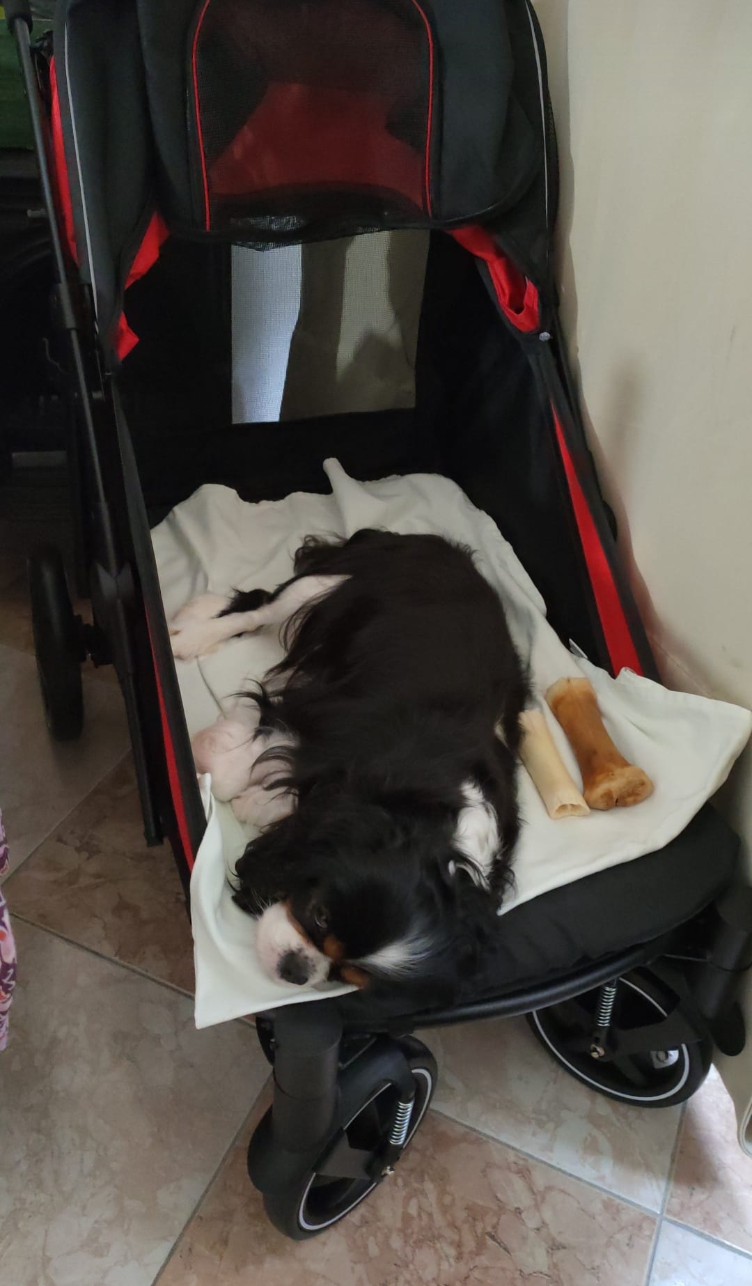 Carro de transporte para 2 cães.