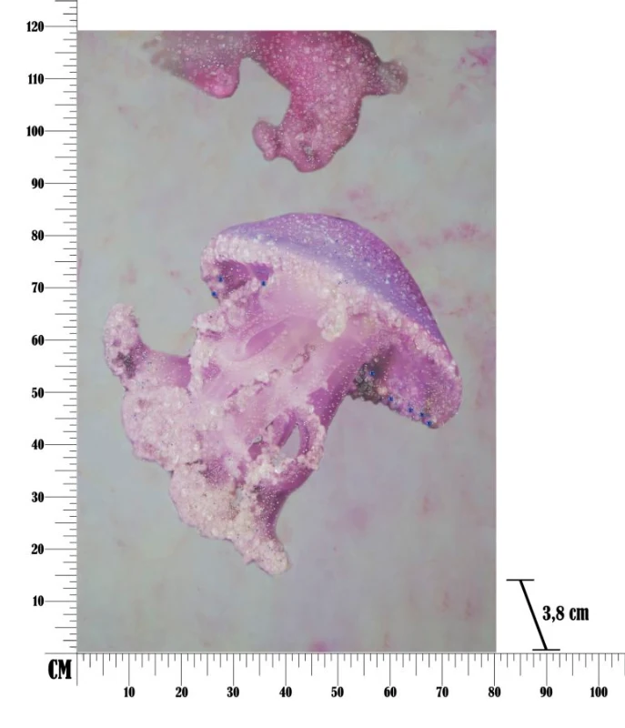 Stampa Su Tela Con Applicazioni Medusa -A- Cm 80X3.8X120