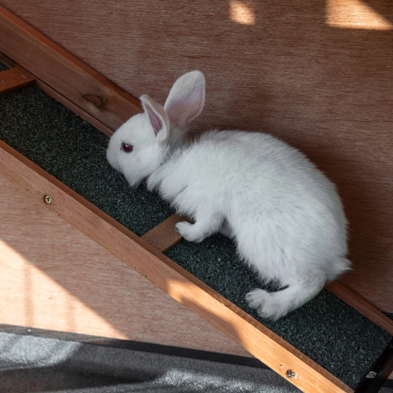 Pawhut Cusca Iepuri 2 Niveluri – Lemn cu Roti, Tava Detasabila & Rampa