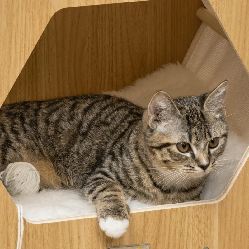 PawHut Casa moderna pentru pisici , pat inaltat pentru pisici, adapost pentru pisici de interior, cu perna moale, instalare usoara, 49,5 x 38,5 x 43,5 cm, stejar