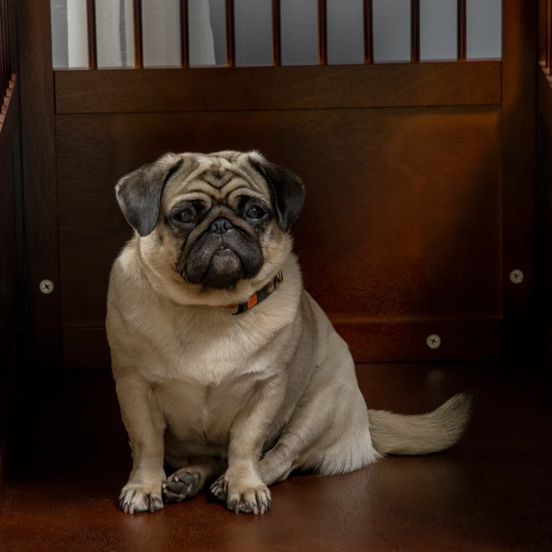 PawHut Klatka dla psa z zamknięciem, podwyższonym stojakiem, box transportowy, 80,5 cm x 59,5 cm x 67,5 cm, Brązowy