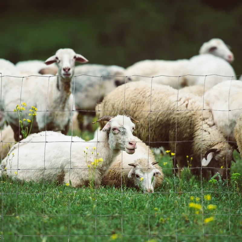 PawHut Maschendraht Drahtgitter Hundezaun Geflügelzaun Gartenzaun 52 x 1 m Volierendraht Geflügelnetz Hühnerzaun Hütezaun Drahtzaun Rolle Masche stark Stahl Silber