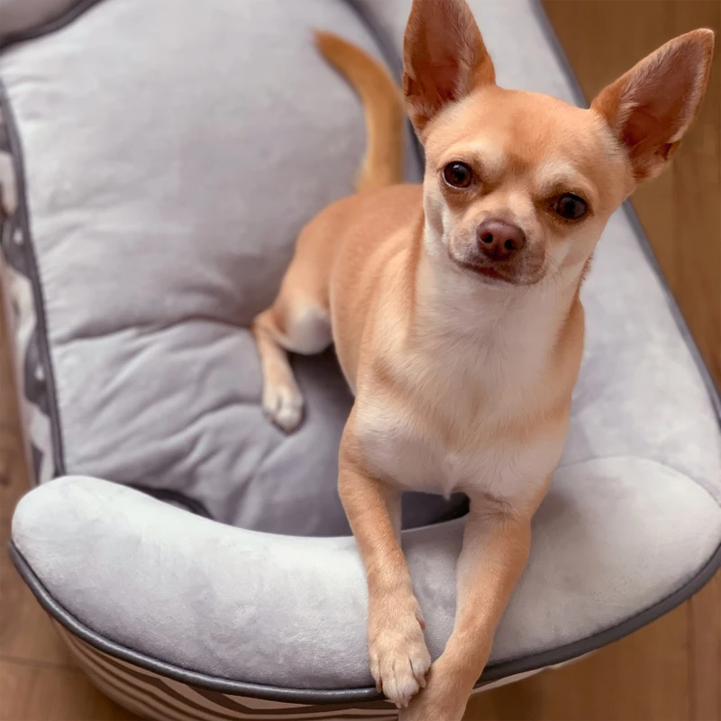 PawHut Canapé chien chat sur pied style graphique contemporain coussin amovible lavable grand confort + pochette rangement 68,5L x 40,5l x 40,5H cm gris blanc