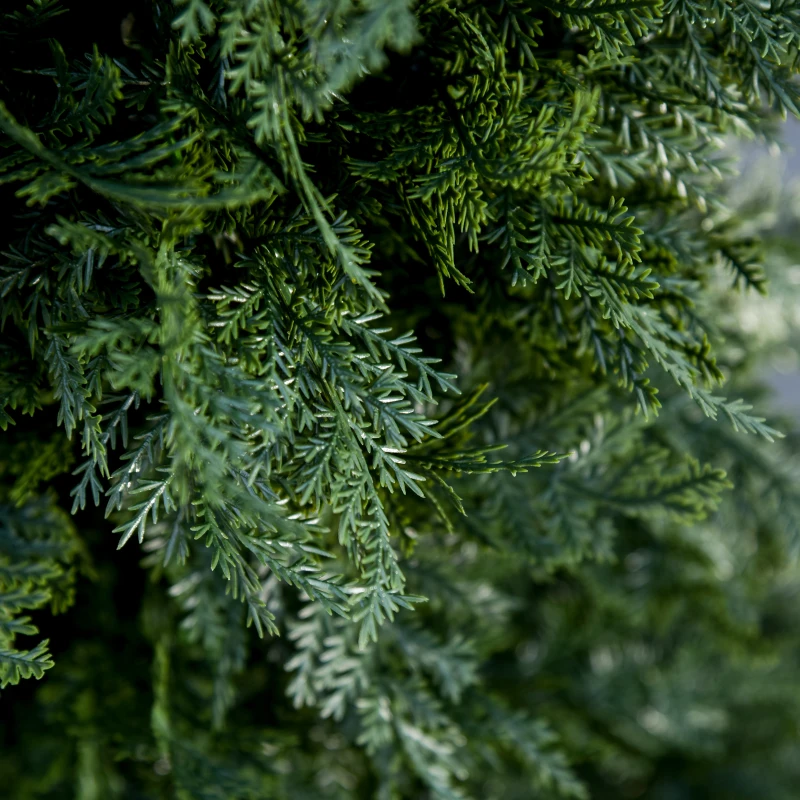 Outsunny Arbre Artificiel Sapin Plante Artificiel Hauteur 1,5 m Tronc Bois Naturel Feuillage Grand réalisme Vert foncé Pot Inclus