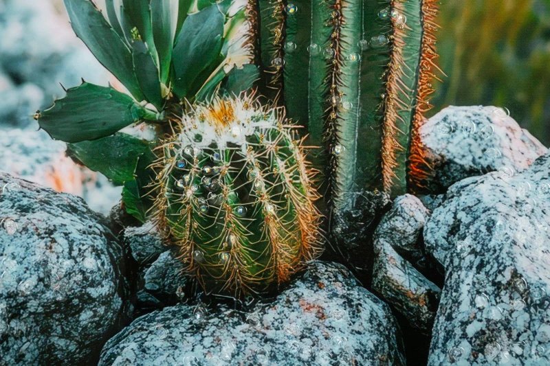 Mauro Ferretti Pictura Pe Panza, Cu Rama, Cactus -A- Cm 60X4X88