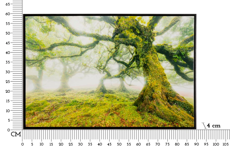 Mauro Ferretti Pictura Pe Panza, Lacuita, Cu Rama, Padure Cm 90X4X58