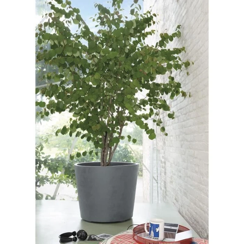 DEROMA Pot de fleurs Millennium R - 59 x h49,5 cm - Ashgrey - A réserve d'eau - Roulettes