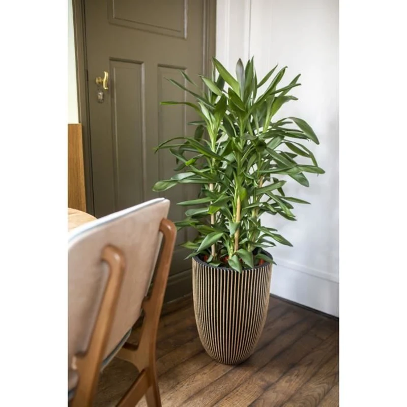 CAPI EUROPE Vase élégant GROOVE - 46x58 cm Noir et doré