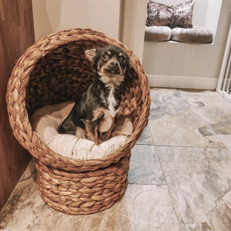 PawHut kattenmand rotan kattennest kattenbed met kussen huisdierbed bruin