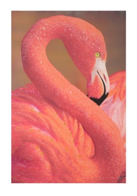 Stampa Su Tela Con Applicazioni -A- Flamingo Cm 80X3.8X120