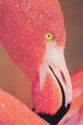 Stampa Su Tela Con Applicazioni -A- Flamingo Cm 80X3.8X120