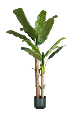 Pianta Banano H. 170 Cm 17 Foglie