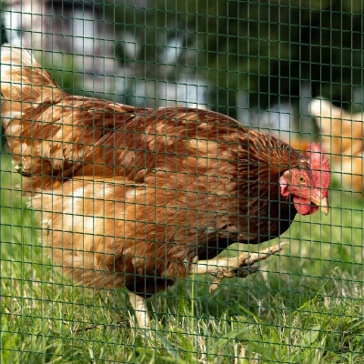 Pawhut Wire Mesh Fencing Chicken Run 30m Dark Green