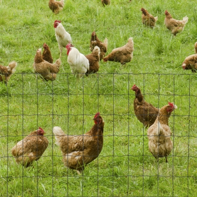PawHut 0.6M x 10M Chicken Wire Mesh Roll Rabbit Poultry Animal Fence Plastic Coated Steel Metal Garden Netting Fencing