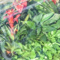 Outsunny 12 Grids Garden Bed Planter Kit Box with Greenhouse with 2 Roll Up Windows Dual Use, Outdoor, PVC Cover, 120 x 79 x 53cm(m-5)