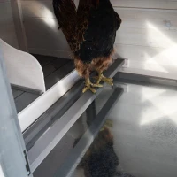 PawHut Galinheiro de madeira de pinho para galinhas exterior com bandeja removível e espaço de corrida 196x76x97 cm Cinza(m-13)