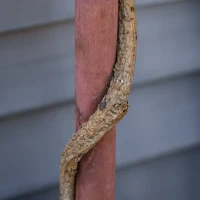 Outsunny Copac Artificial de Cimisir cu Ghiveci Planta Artificiala Inaltime 87cm(m-10)