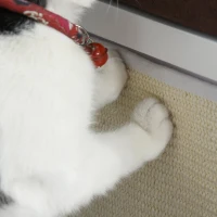 PawHut Culcus pentru Pisici din Lemn, cu 2 perne si Stalpi Detasabili, Alb(m-10)