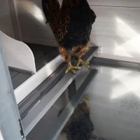 PawHut cotet din lemn de pin, 196x76x97cm, gri(m-9)