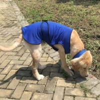 PawHut Hundekühlweste Kühlweste Kühljacke Hunde Cooling Vest schnelle Abkühlung Polyester Blau Ø50 x 50 cm(m-6)