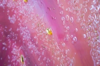 Stampa Su Tela Con Applicazioni -A- Flamingo Cm 80X3.8X120(m-5)