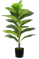 Pianta Ficus Lyrata H. 75 Cm 21 Foglie(m-1)