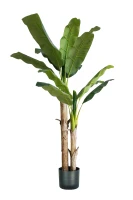 Pianta Banano H. 170 Cm 17 Foglie(m-1)