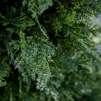 Outsunny Set Of 2 150cm/5FT Artificial Cedar Pine Trees Decorative Cypress Plant Fake Conifer Tree w/ Heavy Pot Indoor Outdoor Home Office(m-8)