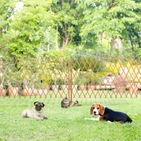 Outsunny Set de 2 garduri de gradina extensibile din lemn, gard de gradina pentru exterior, 150x30x148 cm, portocaliu(m-10)