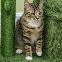 PawHut Cat Ansamblu pentru pisici, jucarie de alpinism pentru pisici din lemn, turn pentru pisici cu pat pentru pisici, jucarie cu bila suspendata Sisal, verde(m-7)