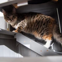 PawHut® kattenhuis kattenhut kattenvilla met 2 verdiepingen en asfaltdak massief hout grijs 59 x 55 x 109 cm | Aosom.de(m-8)