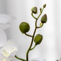 HOMCOM Artificial Orchid Plant in Pot, Artificial Flowers Fake Orchid Phalaenopsis for Home Decor Wedding, 17x17x14cm, White(m-9)