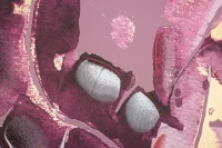 Mauro Ferretti IMPRIMEU PICTAT FRUNZE INCHIS CM 80X3X120(m-2)