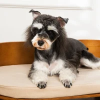 PawHut Haustiersofa Hundesofa mit Kissen Erhöhtes Katzensofa Hundecouch Hundebett mit Kissen Indoor weich Mehrschichtenplatte Braun+Cremeweiß 71 x 42,5 x 23 cm(m-8)