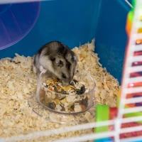 PawHut Cuștă pentru Hamsteri cu 5 Nivele, Tuburi, Căsuță, Rezervor de Apă, Rampe și Roată, 59x36x69 cm, Albastră(m-9)