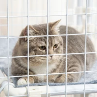 PawHut Recinto Metálico para Animais de Estimação com 16 Painéis de 68x68x2,5cm  Trava e Escada para Cobaias Desenho DIY Branco(m-8)