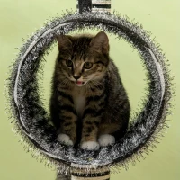 PawHut Kratzbaum au Design Zébré, 1 Tunnel pour chat, 3 Poteaux à griffer 48,5 cm x 35 cm x 93 cm, Noir + Blanc(m-5)