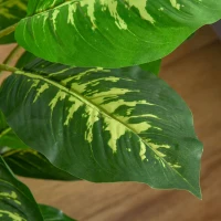HOMCOM Aglaonema Artificial Planta Sintética de 95 cm con 42 Hojas Decoración para Hogar Oficina Verde(m-9)