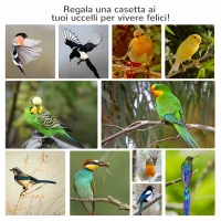 PawHut Gabbia per Uccelli in Legno e Metallo a 3 Aperture con 4 Posatoi e Vassoio Rimovibile, 80.5x57x153 cm, Arancione(m-8)