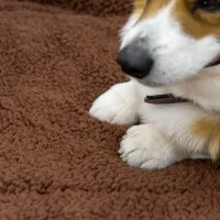 PawHut Cage caisse de transport pliante pour chien en métal noir 107 x 68 x 75.5 cm matelas fourni(m-8)