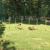 PawHut Hunde Slalomstangen Agility Training für Haustiere Hundetrainigsset Inklusive mit Oxford Tasche Leicht zu tragen Polyester Kunststoff Orange+ Weiß(m-8)