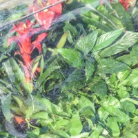 Outsunny c Treibhaus Tomatenhaus Frühbeet kunststoff Stahl Transparent 120 x 79 x 53 cm(m-8)