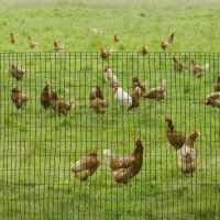 PawHut Maschendrahtzaun 1,22m Höhe 10 m Längen 100 x 50mm Maschenweite 2.1 mm Drahtstärke Drahtzaun aus Stahl Drahtgeflecht Maschendraht Gartenzaun Drahtgitter Kaninchendraht für Garten, Haus, Hof(m-2)