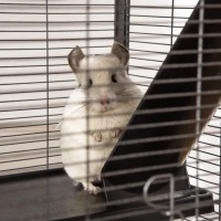 PawHut Cage pour Petits Animaux Portable à 4 Niveaux Cage Chinchilla Cage Furet avec Roulettes, 2 Portes, 3 Rampes, Hamac et Plateau Amovible, 52 x 52 x 113,5 cm Gris(m-9)
