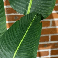 HOMCOM Pianta Artificiale Palma del Viaggiatore Alta 150cm per Interno ed Esterno con Vaso Incluso(m-8)