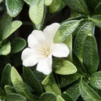 Outsunny 12PCS Artificial Boxwood Wall Panels 50cm x 50cm Rhododendron Privacy Fence Screen Faux Hedge Greenery Backdrop for Home Garden Backyard Balcony(m-9)