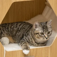 PawHut Maison niche pour chat design scandinave - coussin grand confort amovible inclus - 49,5 x 38,5 x 43,5 cm - aspect bois, beige(m-7)