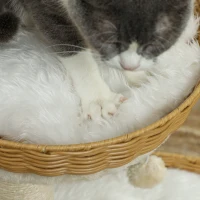 PawHut Arbre à chat arbre à grimper hauteur de 75,5 cm avec deux lits pour chat en rotin griffoirs coussins lavables beige(m-9)